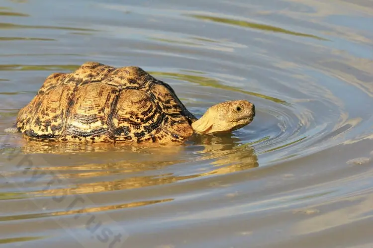 Can a tortoise swim?