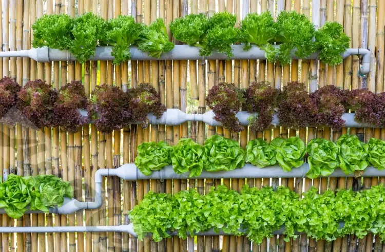 Hydroponic Garden: What You Need to Know to Start Growing Plants?